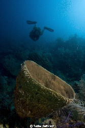 Sponge with diver, Jack Neil Beach, Utila. Canon EOS 350d... by Tobias Reitmayr 